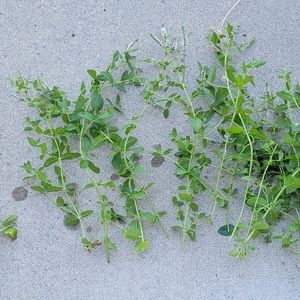 10 pieces of mint with leaves